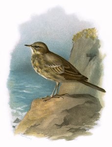 Rock pipit